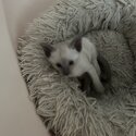 Beautiful Male Siamese Kitten -1