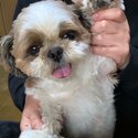 Neeko needs a new home-5