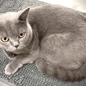 Pure Breed British Blue Short Hair-2