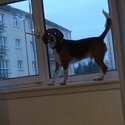 13 month old beagle-2