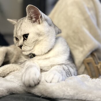 Male silver tabby British shorthair kittens