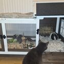 2 Brother Guinea Pigs -5