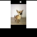 Chihuahua male puppy-0