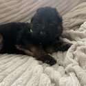 6 gorgeous German Shepard puppies-4