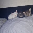 2 gorgeous female kittens -3
