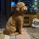 Cockapoo, 2yrs old male, neutered.-3