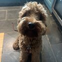 Cockapoo, 2yrs old male, neutered.-1