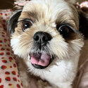 Neeko needs a new home-2