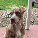 Mastiff puppy -0