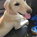 Labrador cross 6 months-1