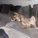 Mastiff puppy -5