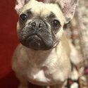 Female French bulldog-2
