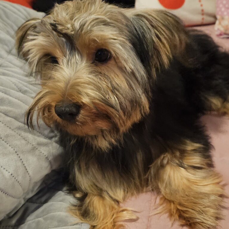 Yorkshire terrier puppies 