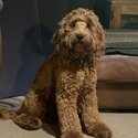 Cockapoo, 2yrs old male, neutered.-2