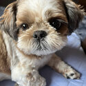 Neeko needs a new home-3