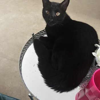 Selling my black cat 