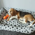 Beagle Pup-3