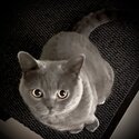 Pure Breed British Blue Short Hair-5