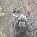FRENCH BULLDOG PUPPY KC REGISTERED, MICROCHIPPED-3
