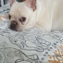 French Bulldog for sale-2