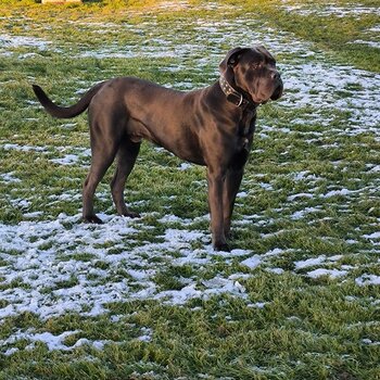 cane corso 