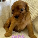 🐶 X 2 fox red and tan Cavapoos🐶