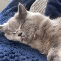British LongHair Fifi needs a new home-3