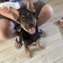 5 months old German Shepard -3