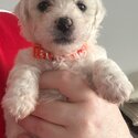 Beautiful bichon frise babies-4