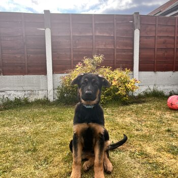 Pure Breed German shepherd puppy for sale