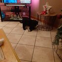 Black cockapoo-0