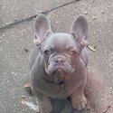 FRENCH BULLDOG PUPPY KC REGISTERED, MICROCHIPPED-2