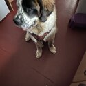 Gorgeous St. Bernard -4