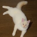 Coco -3