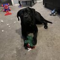 Cane corso for rehoming-4