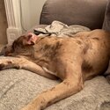 Mastiff puppy -2