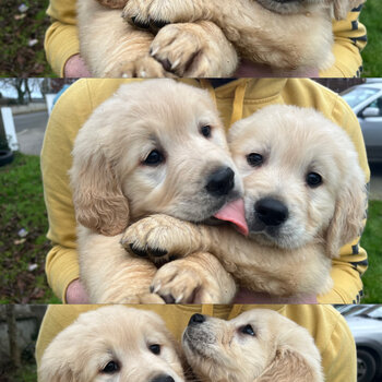 Beautiful IKC (pending) Golden retriever puppies