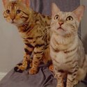 Pure bengal kittens-0