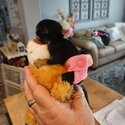 Capuchin and marmoset monkeys available -5
