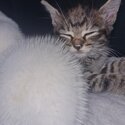 2 gorgeous female kittens -1