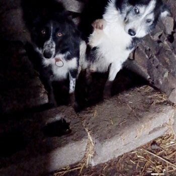  Collie pups for sale  Parents good working dogs very friendly 