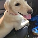 Labrador cross 6 months-5