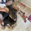 5 months old German Shepard -2