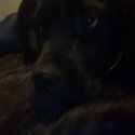 Cane corso mix presa canraia -4