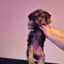 Yorkshire terrier puppies -2