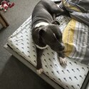 Staffordshire bull terrier cross -5