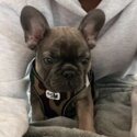 French Bulldog for sale -1