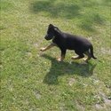 Pure Breed German shepherd puppy for sale-4