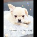 visual fluffy boy chocolate tan house trained