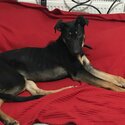 Doberman cross-4